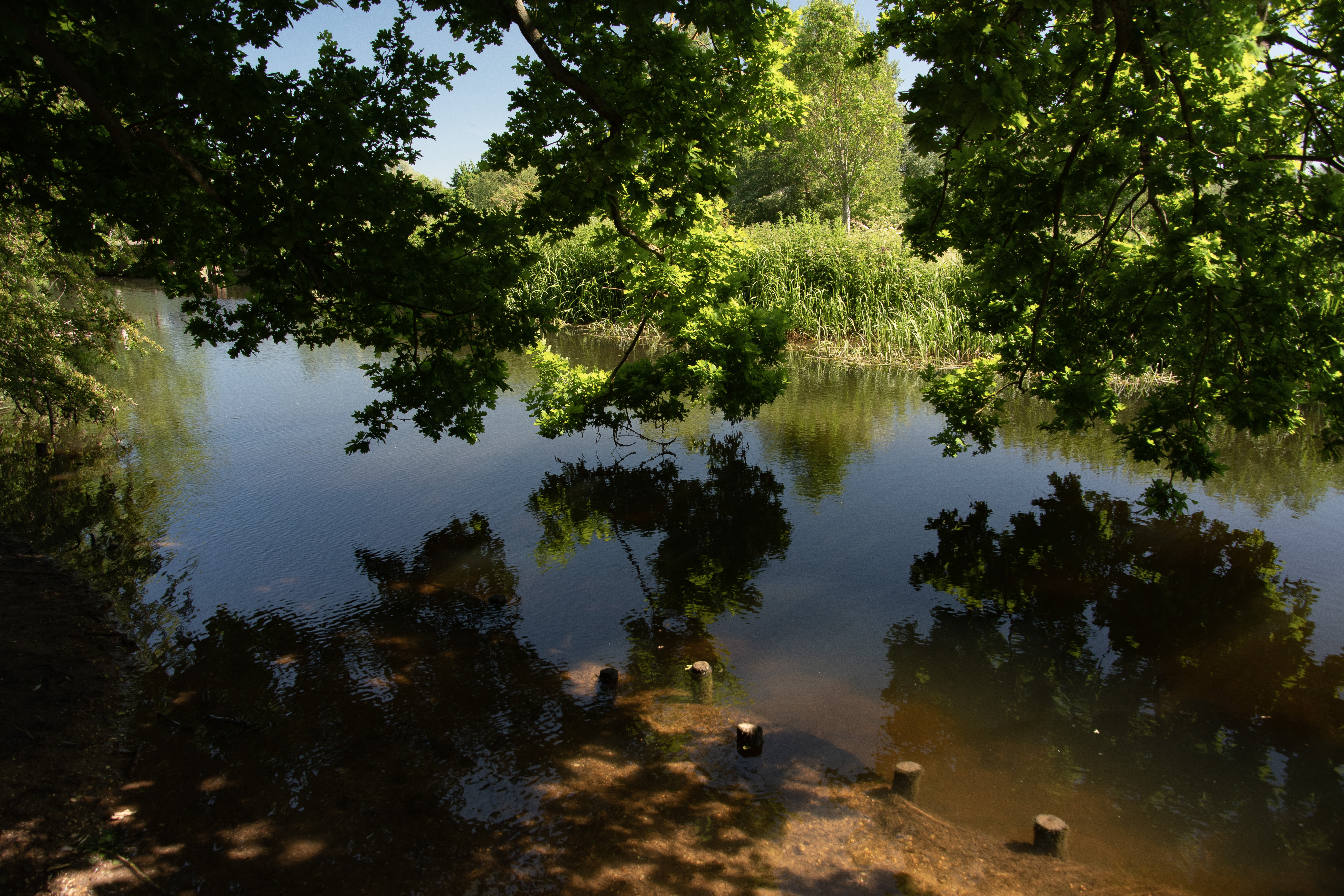 June: River Stour, Clare Country park